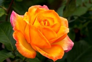 Orange Rose istockphoto