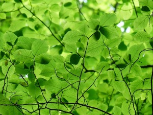 Green canopy of leaves